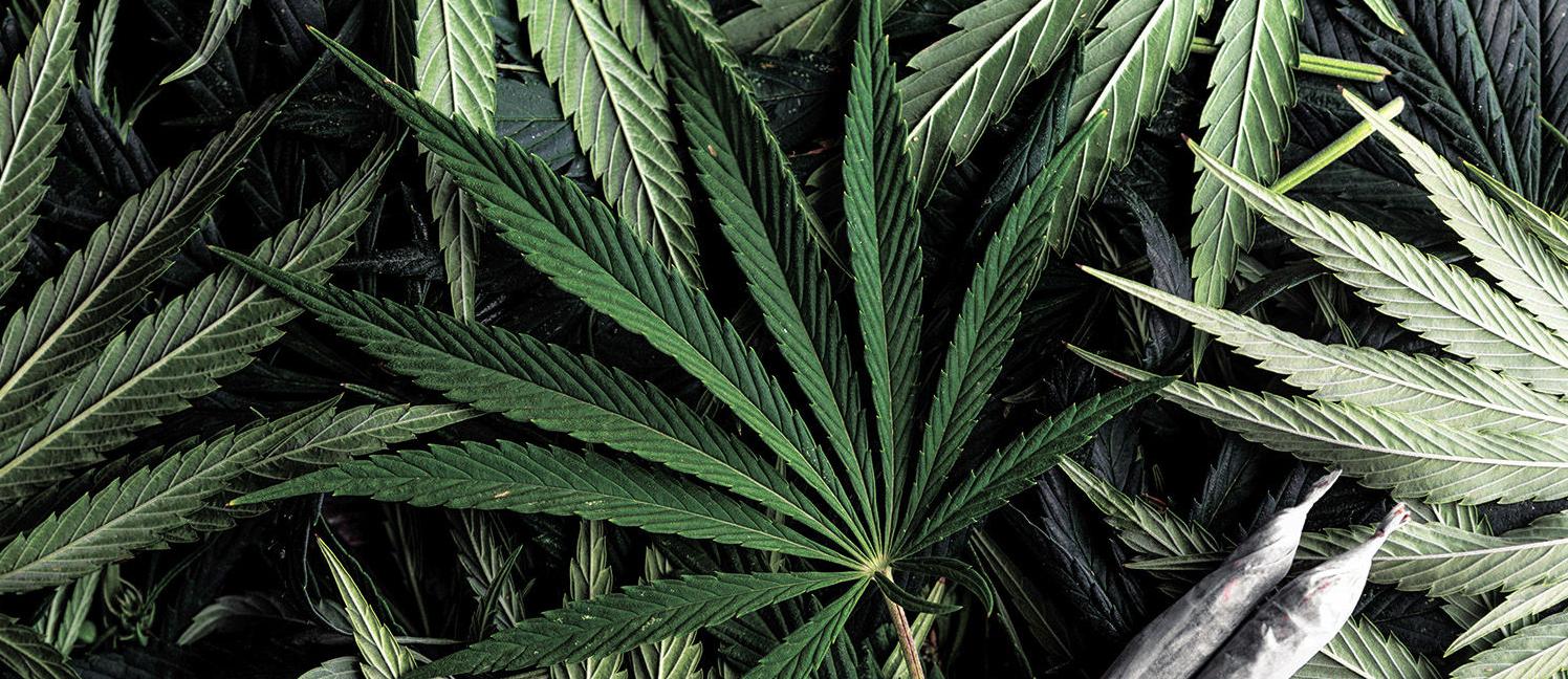 mini pot photo.jpg